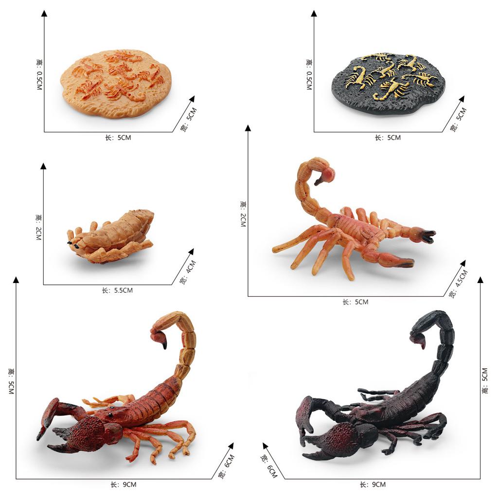 Simulated Insect Growth Cycle Model Toy 4-Piece Set Scorpion Growth Transformation Process Animal Static Ornament
