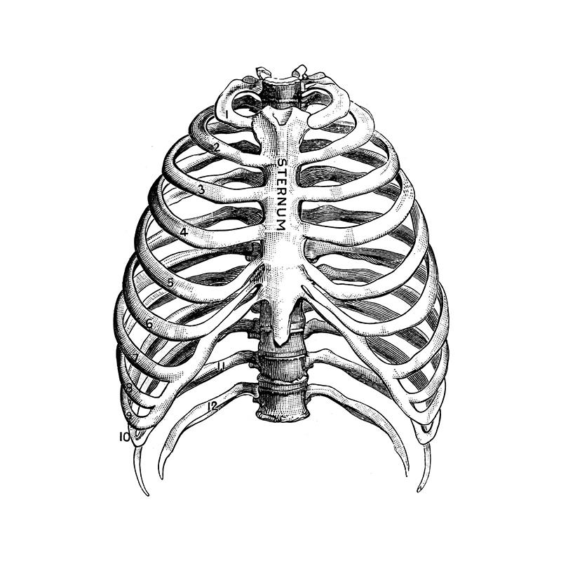 Ανθρώπινη Ανατομία Τέχνη Καμβάς Ζωγραφική Εκτυπώσεις Όργανο Σκελετός Vintage Αφίσα Εκπαίδευση Εικόνα Για Δωμάτιο Σπίτι Κλινική Ιατρική Διακόσμηση Τοίχου