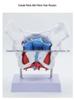 Female Pelvic Muscle and Pelvic Floor Model for Midwifery and Childbirth Education