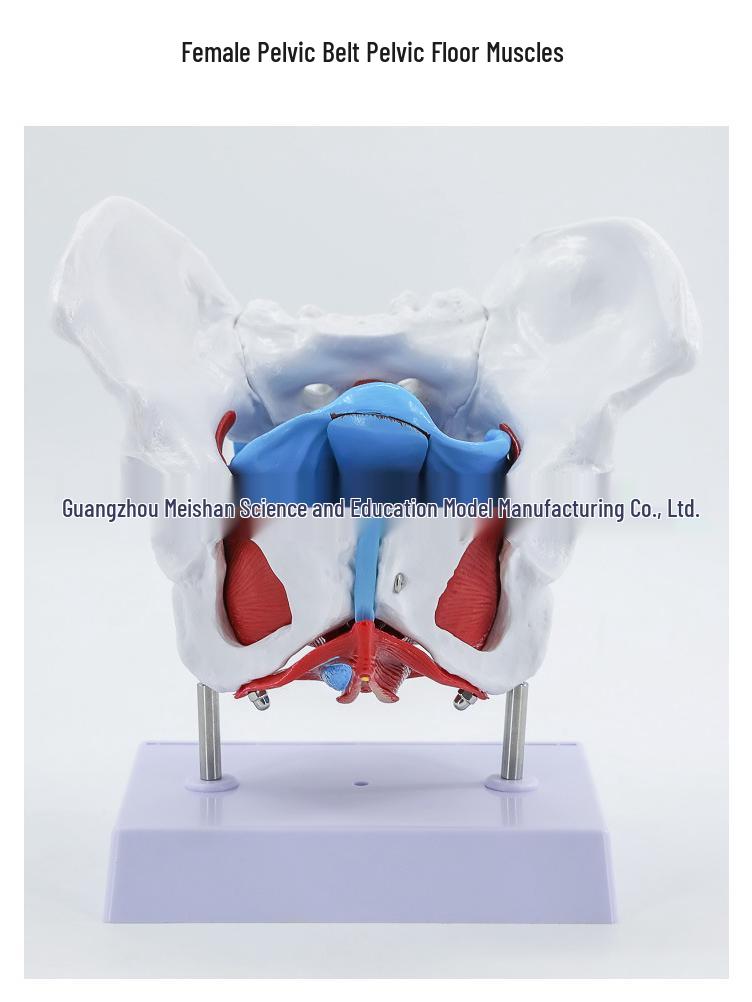 Female Pelvic Muscle and Pelvic Floor Model for Midwifery and Childbirth Education