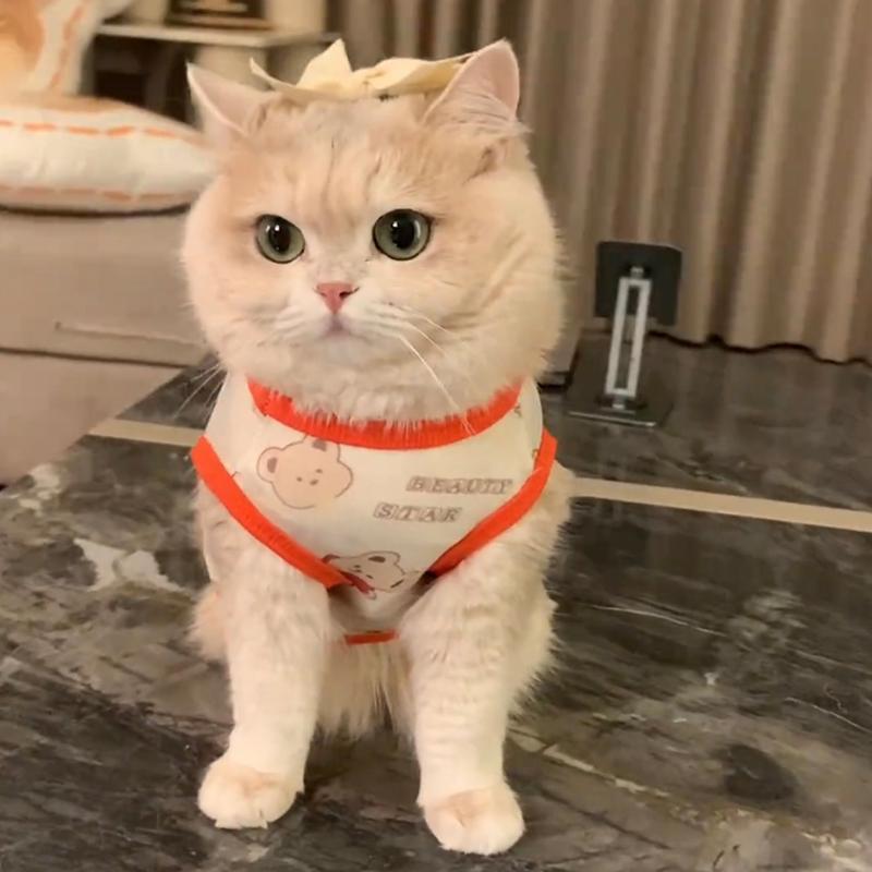 Pet Cat Clothes Summer Anti-hair Loss Cute Gold Gradient Ragdoll Cat British Short Summer Breathable Small Vest