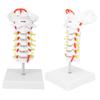 Cervical Vertebra Model Arteria Spine Spinal Nerves Anatomical Model for Science Classroom Study Teaching