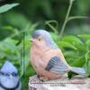 Entzückende Harzvögel Miniaturfiguren für Feengarten Dekoration Kreative Figuren Ornamente für Schreibtisch und Schrank