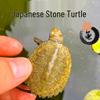 Japanese Stone Turtle Fry - Live Omnivorous Pet and Ornamental Pond Turtle