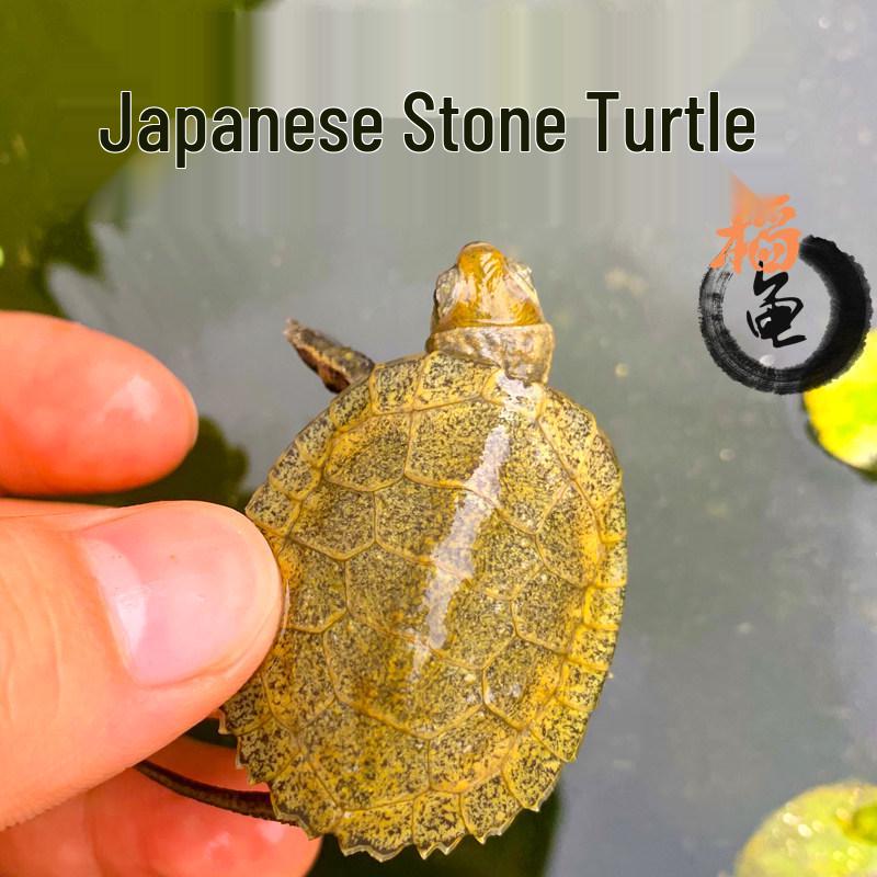 Japanese Stone Turtle Fry - Live Omnivorous Pet and Ornamental Pond Turtle