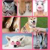Yousheng 12 Colors Pet Nail Art Pen Set Quick Dry Brush Fun Creative Pet Paw Nail Polish Pens DIY Pet Manicure Supplies for Puppy Cat Small