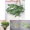 Deliciosa Liebm Monstera And Eucalyptus Citriodora Hook Green Plants Decor