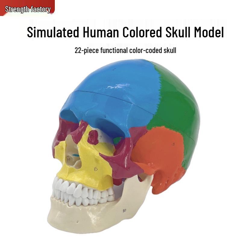 Human Skull Model: 22 Colored Regions for Differentiation