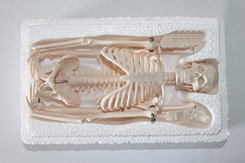 ShopXJ Human Skeleton Model, Full Body Specimen, Structure Model, Medical Institution, Educational Material, Total Length 45cm (Human Anatomy Model)