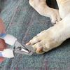 Edelstahl Haustier Krallenschere & Trimmer Set für Hunde und Katzen