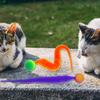 Katzen Teaser Buntes Spielzeug Hüpfball Flauschiger Schwanz Simulation Kätzchen Biss Teaser Werkzeug Interaktives Katze Elastisches Spielzeug Zubehör