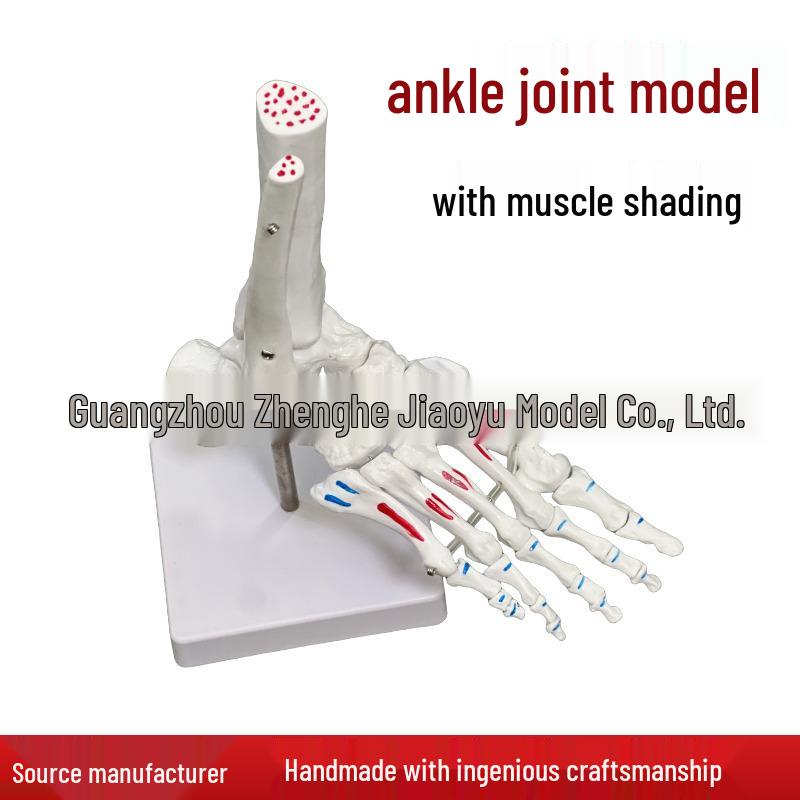 Human Foot and Hand Joint Model with Muscle Coloring and Bone Simulation