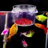 Transparent Acrylic Aquatic Plant Cup Aquarium Fish Tank Plant Pot With Suction Feeding Container Aquarium Accessories