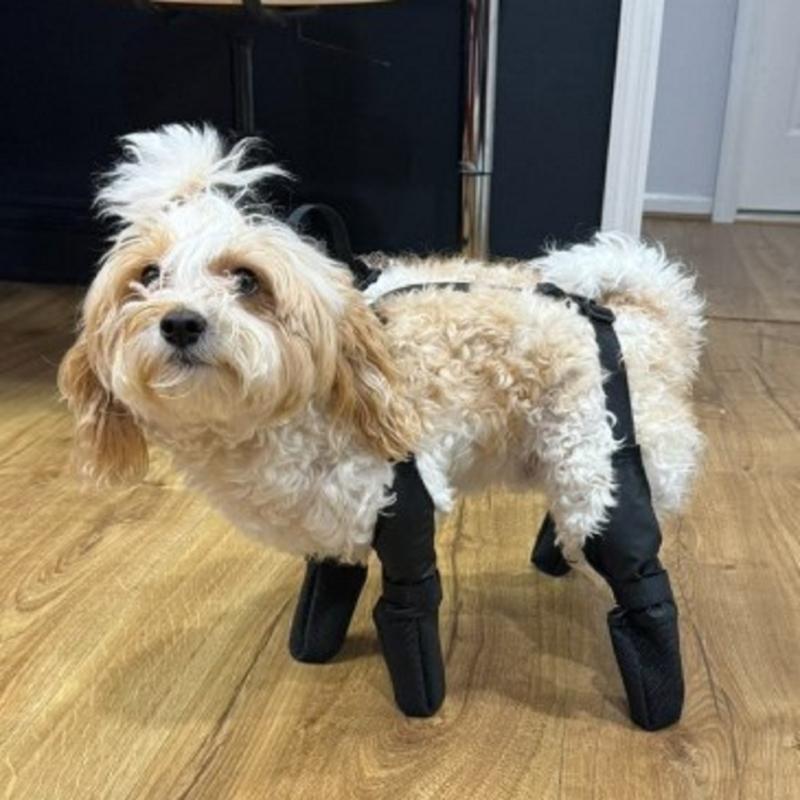 Dog Shoe Boot Anti-slip Durable Anti-Dirty Puppy Shoes Pet Boot Dog Waterproof Breathable Non-Slip Outdoor