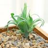 Simulated Succulent Flocking Green Plant Flower Head
