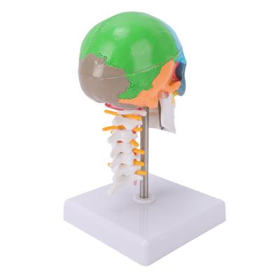 1Celsius2 Farbiges Totenkopfmodell mit Gehirn und Halswirbelsäule Menschliches Schädel-Lehrmodell für Bildungszwecke