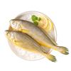 Sandu Port Yellow Croaker