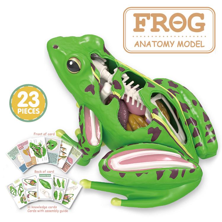 4D Frog Anatomy Dissection Model – Detachable Educational Science Toy 23.5cm x 6.8cm x 17.5cm