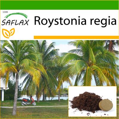 Kubanische Königspalme – 8 Samen – Mit Blumenerde für eine bessere Kultivierung – Roystonia regia