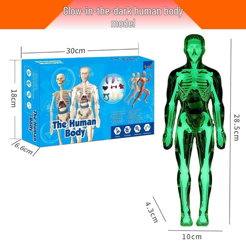 Children's Educational Human Anatomy Model - Skeleton & Organ Structure Toy for Medical Teaching