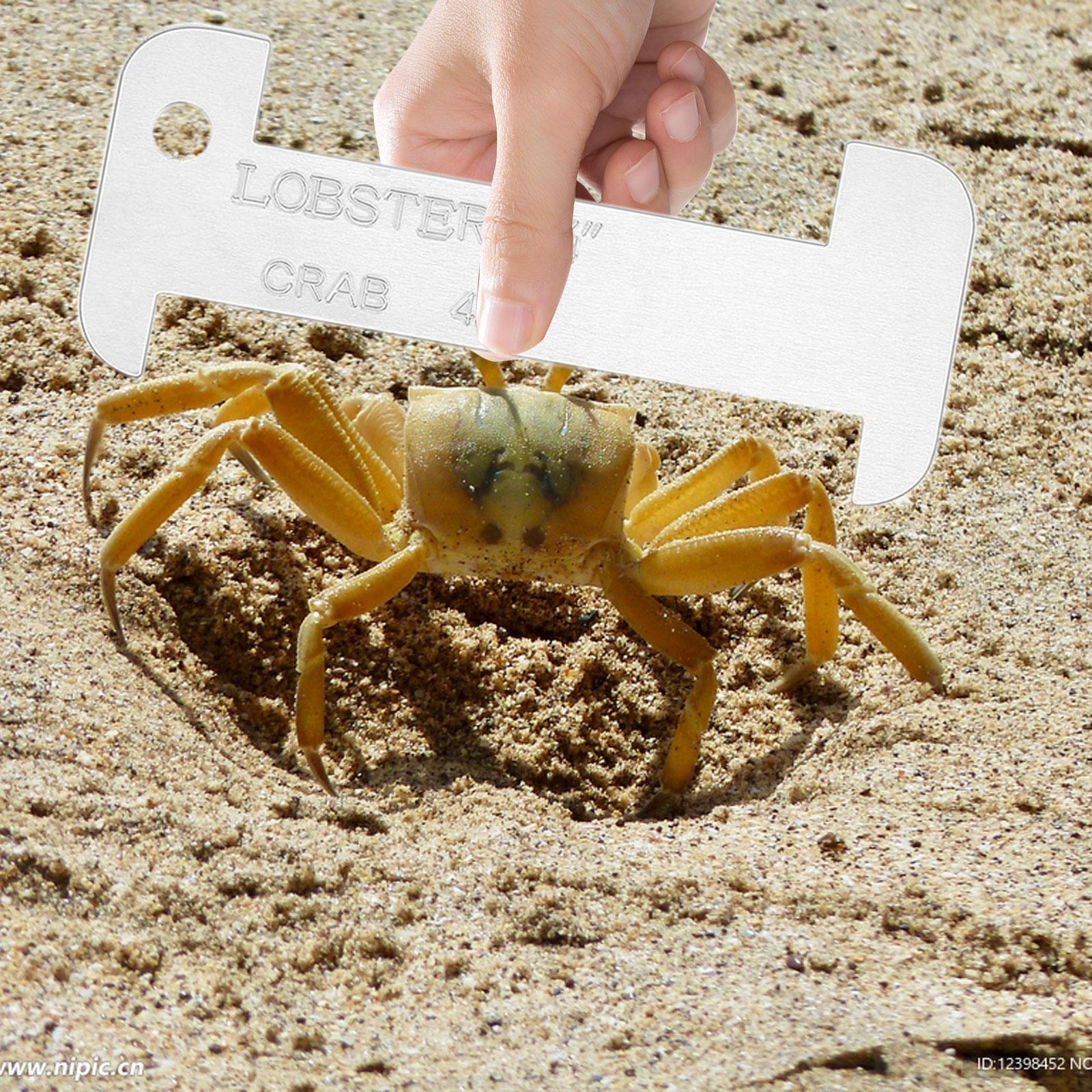 

Seafood and Measurement Ruler Length 10.2cm for Fishing Education, Versatile Transparent