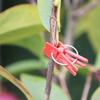 100pcs Garden Tool Graft Clip Graft Clamp For Novice Enthusiast Stable Connection Versatile Ample Quantity Plastic