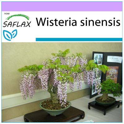 Bonsai - Glicine cinese blu - 4 semi - Wisteria sinensis