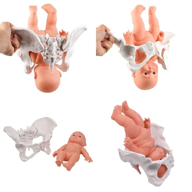 Modelo de Pelve Humana Feminina com Modelo de Esqueleto Pélvico Feminino de Bebê Auxílio de Ensino de Obstetrícia para Educação Científica