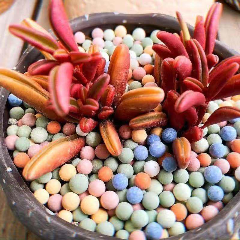 Průhledný hydroponický květináč Tulipán & Hyacint