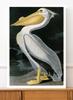 Poster Pelican Bird Vintage