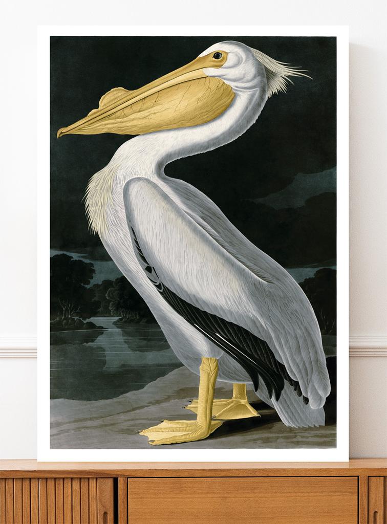 Poster Pelican Bird Vintage