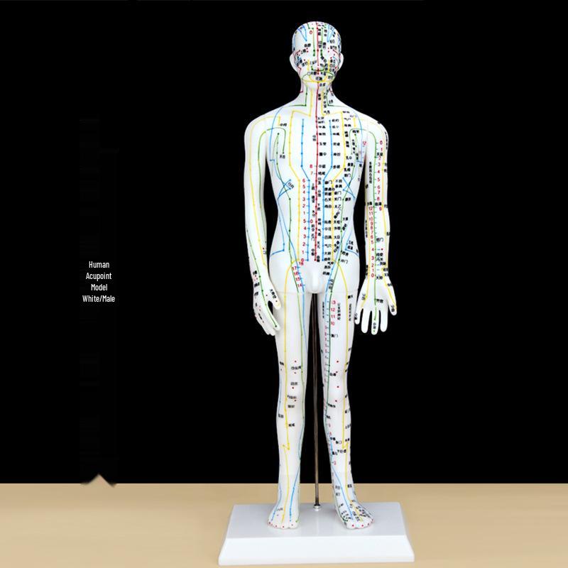 Copper/White Female Acupoint & Meridian Model with Diagram