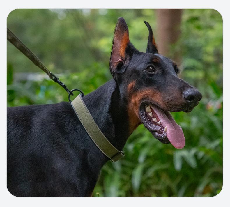 Guler tactic reflectorizant pentru câini de talie medie și mare: Collie, Golden Retriever, Labrador