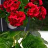 Weatherproof Geraniums | Lifelike Red Faux Flowers for All-Season Outdoor Use & Indoor Decor - Perfect Garden, Patio, and Home Centerpiece