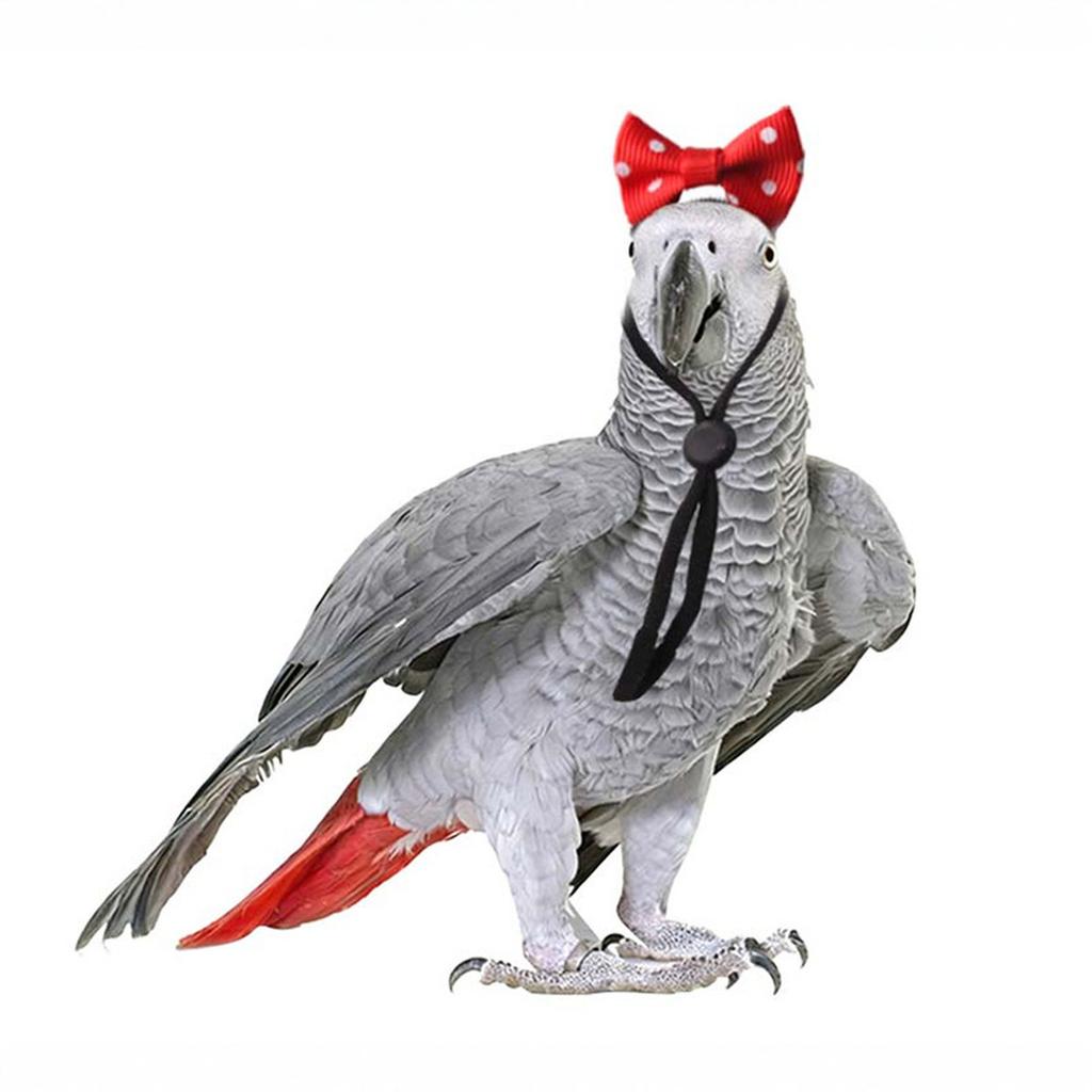 Miaodi Cute Bow Headdress for Pet Birds, Small Pet Decor Bird Supplies