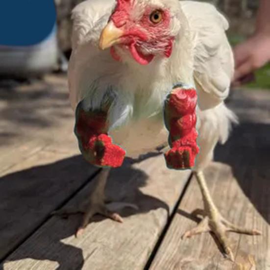 Juguetes de Broma de Brazo de Pollo para Pollos Domésticos Diseño con Dedo Medio Levantado y Puño Cerrado