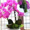 50PCS 6-Claw Dark Green Plant Clips Orchid Flowers Support Clamp Climbing Vine Stem Clasp Tied Bundle Branch Home Garden Tool