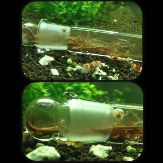 Glas 3-Loch Aquarium Schädlingfänger Aquarium Planarien Egel Wurmfalle Reiniger