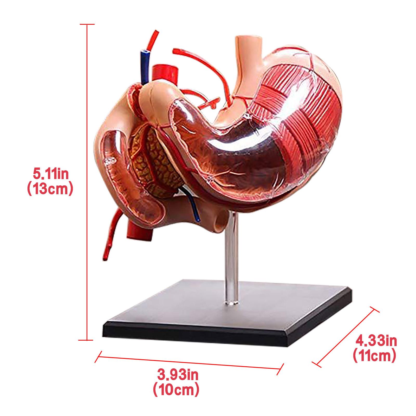 Анатомическая модель желудка Модель анатомии человека — фото 2