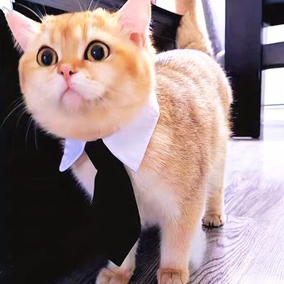 1 kus psí kravaty, kravata, kravata, kočičí kravata pro malé psy, kravata pro domácí mazlíčky ve stylu gentlemana, ideální na svatby a večírky