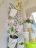 Wall-Mounted Orchid Hanging Flower Basket