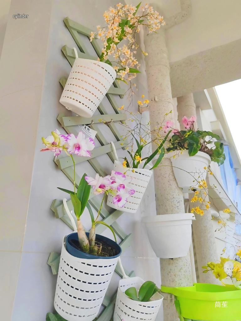 Wall-Mounted Orchid Hanging Flower Basket
