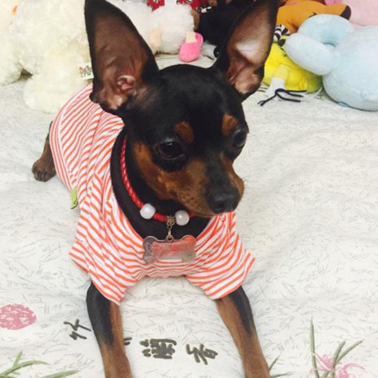 Pet Shirt Round Neck Breathable Decorating Pet Dog Short Sleeve Shirt Outfit for Home Wear