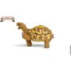 Henrietta la tortue