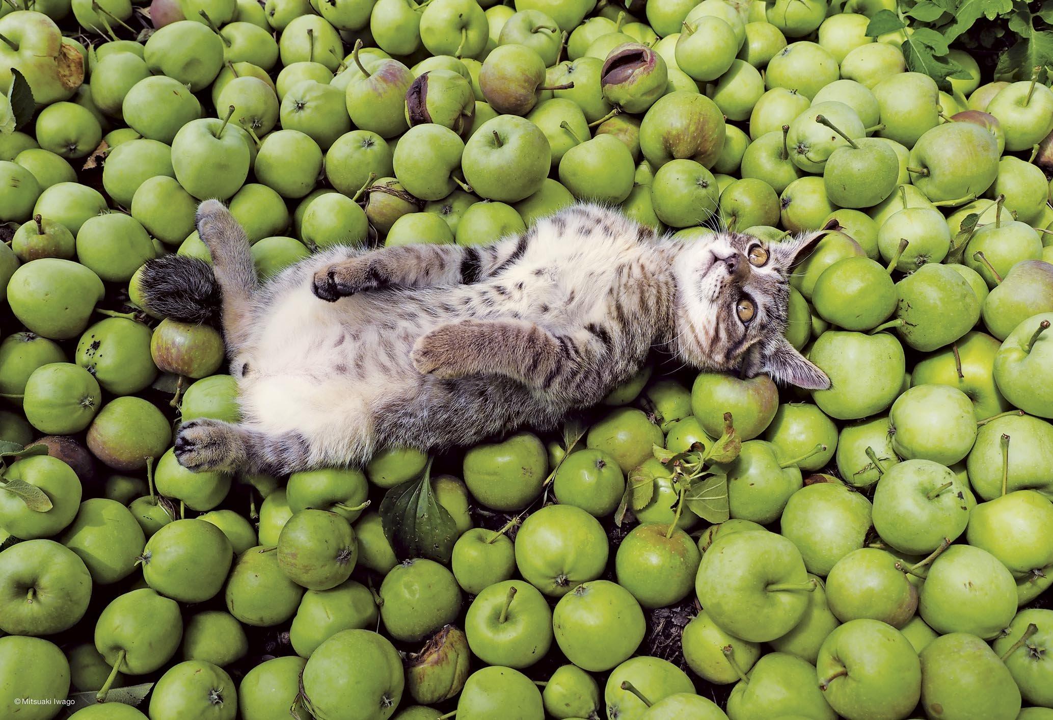 

300 Piece Jigsaw Puzzle Puzzle Master Mitsuaki Iwago Hometown Cat Aim! (26x38cm)