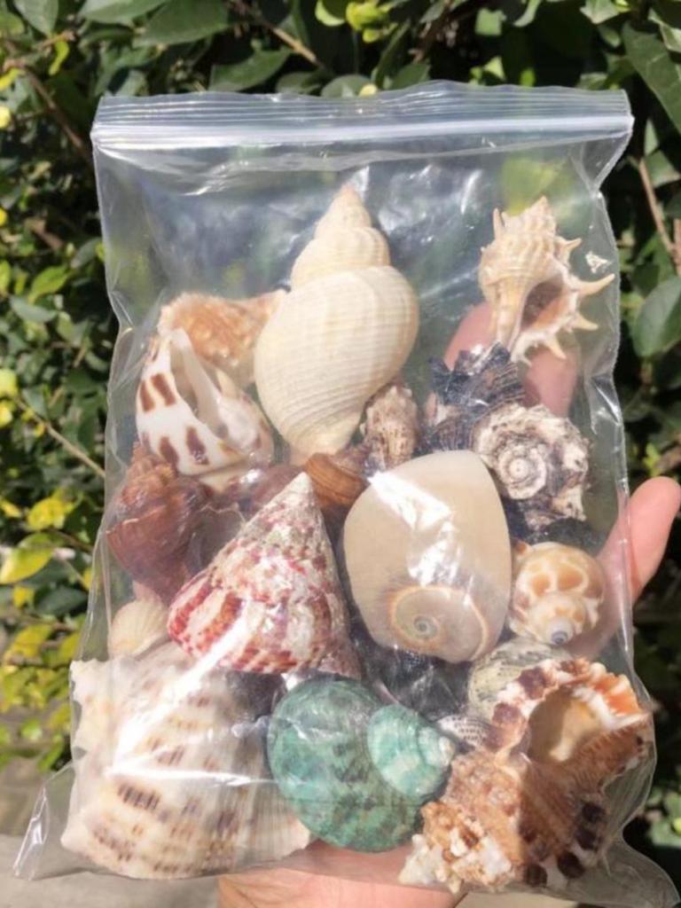 Natural Conch Seashells for Hermit Crabs - Free Shipping, Aquarium Decorations, Water Hardness Regulator