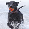 Dog Toy Ball Dog Fetch Ball Toy Tough Pet Ball Puppy Chew Toy Solid Elastic Jumping Ball Pet Accessories Ideal For Large Medium Small