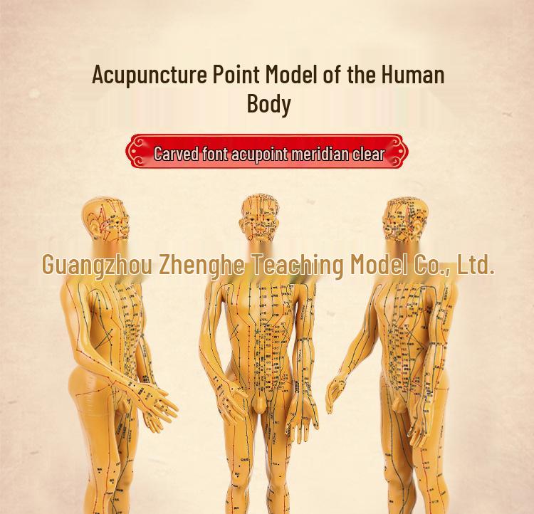 50cm Male Copper Meridian Acupuncture Model for TCM Teaching 50CM