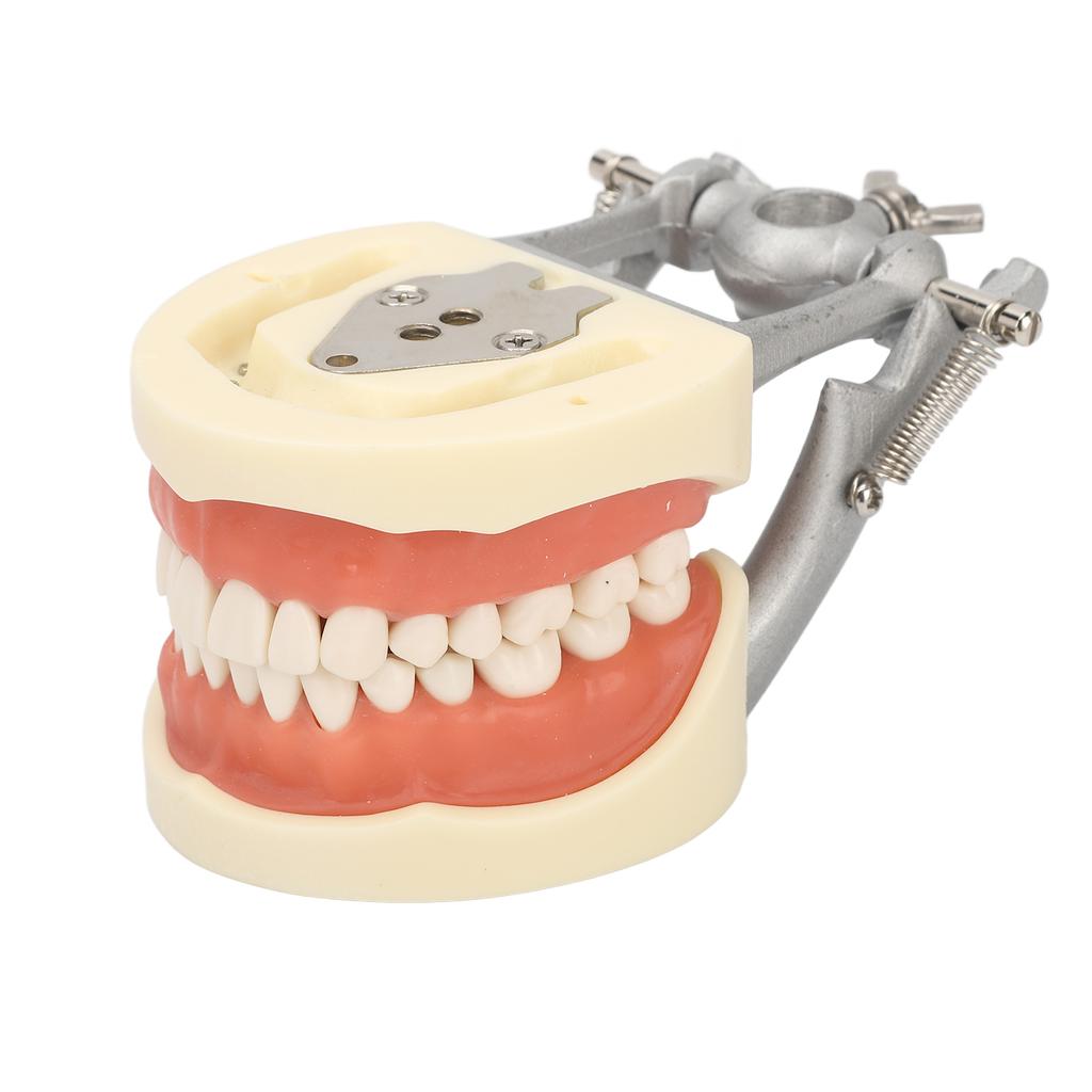Standard Teeth Model Dental Teaching Standard Typodont Demonstration Soft Gum Teeth Model with 32 Teeth