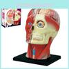 Realistic Human Head Skull And Brain Anatomical Model For Detailed Educational Display